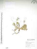 玉山金梅藏品圖，第1張