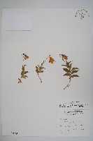 玉山沙參藏品圖，第1張