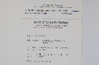 玉山沙參藏品圖，第2張