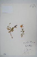 玉山沙參藏品圖，第1張