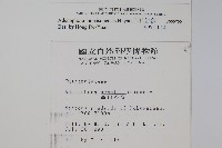 玉山沙參藏品圖，第2張