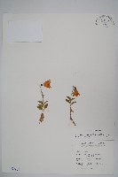 玉山沙參藏品圖，第1張