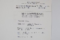 玉山沙參藏品圖，第2張