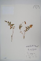 玉山沙參藏品圖，第1張