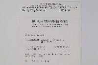 玉山沙參藏品圖，第2張