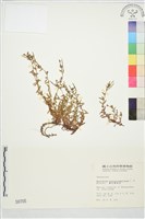 合歡柳葉菜藏品圖，第1張