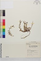 合歡柳葉菜藏品圖，第1張