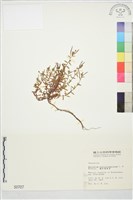 合歡柳葉菜藏品圖，第1張