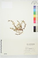 合歡柳葉菜藏品圖，第1張