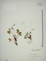 臺灣草莓藏品圖，第1張