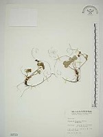 臺灣草莓藏品圖，第1張