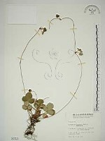 臺灣草莓藏品圖，第1張