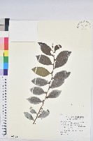 金劍草藏品圖，第1張