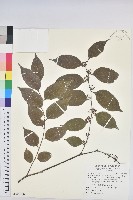 金劍草藏品圖，第1張