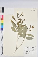 金劍草藏品圖，第1張