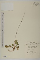 臺灣鬼督郵藏品圖，第1張