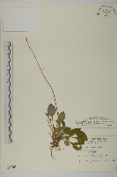 臺灣鬼督郵藏品圖，第1張