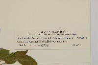 臺灣鬼督郵藏品圖，第3張