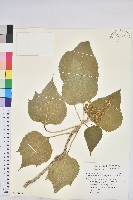 狗筋蔓藏品圖，第3張