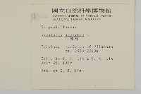 狗筋蔓藏品圖，第2張