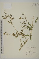 狗筋蔓藏品圖，第1張