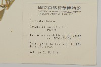 狗筋蔓藏品圖，第2張