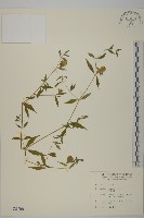 狗筋蔓藏品圖，第1張