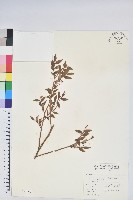 毛蕊花藏品圖，第1張