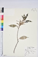 毛蕊花藏品圖，第2張