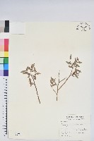 毛蕊花藏品圖，第1張