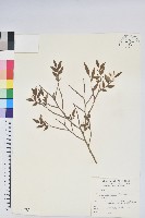 毛蕊花藏品圖，第1張