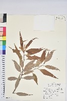 毛蕊花藏品圖，第2張
