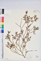 毛蕊花藏品圖，第1張