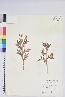 毛蕊花藏品圖，第1張