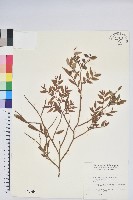 毛蕊花藏品圖，第1張