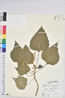 玉山假沙梨藏品圖，第1張