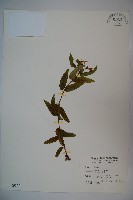 阿里山忍冬、漸尖葉忍冬藏品圖，第1張