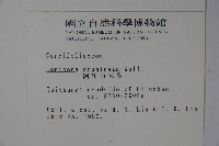 阿里山忍冬、漸尖葉忍冬藏品圖，第2張