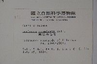 阿里山忍冬、漸尖葉忍冬藏品圖，第2張