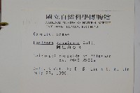 阿里山忍冬、漸尖葉忍冬藏品圖，第2張