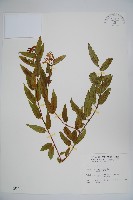 阿里山忍冬、漸尖葉忍冬藏品圖，第1張