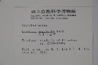 阿里山忍冬、漸尖葉忍冬藏品圖，第2張