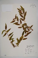 阿里山忍冬、漸尖葉忍冬藏品圖，第1張