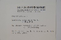 阿里山忍冬、漸尖葉忍冬藏品圖，第2張