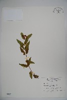 阿里山忍冬、漸尖葉忍冬藏品圖，第1張