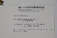 阿里山忍冬、漸尖葉忍冬藏品圖，第2張