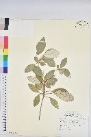 臺灣茶藨子藏品圖，第1張