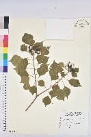 柏拉木藏品圖，第1張