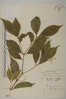 大丁黃藏品圖，第1張