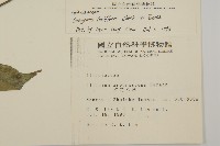 大丁黃藏品圖，第2張